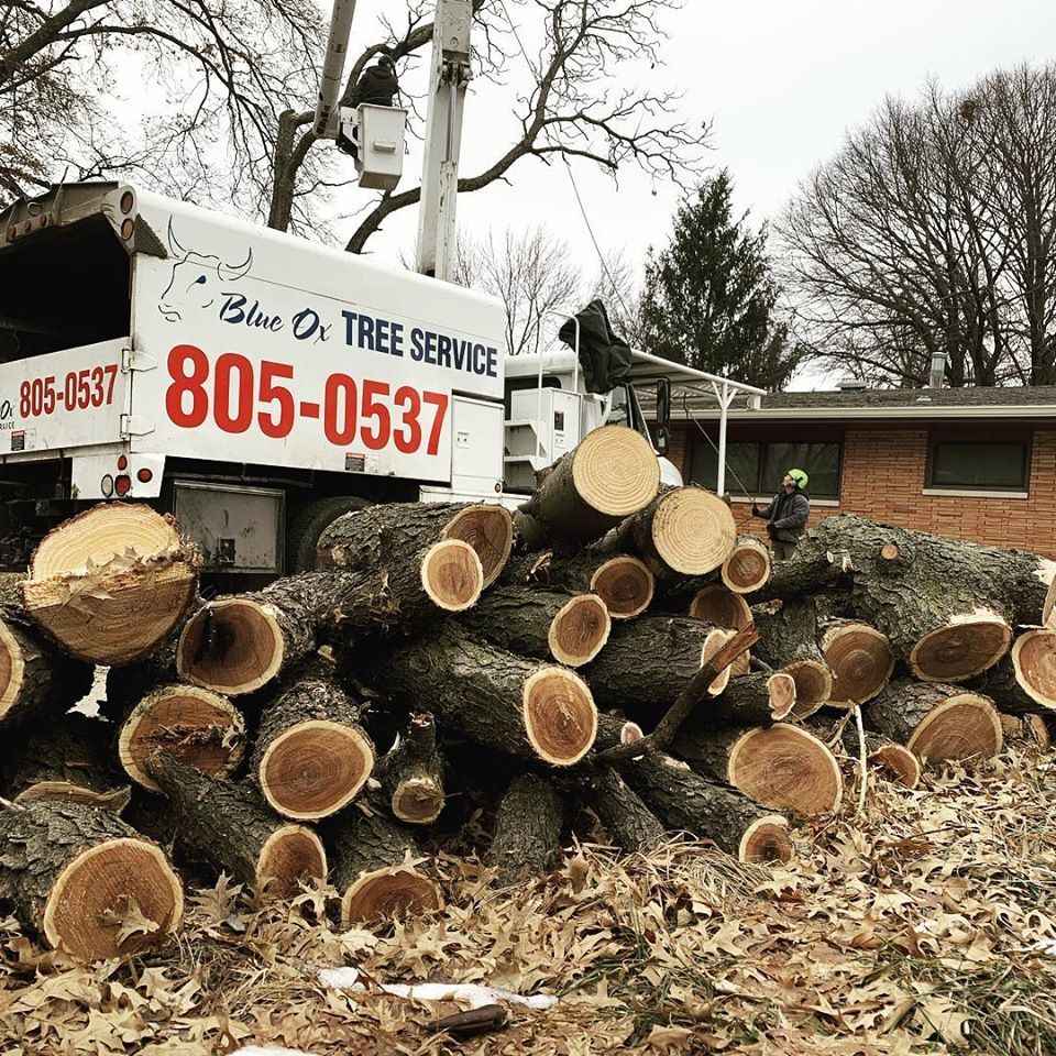 Tree Service: Blue Ox Tree Service